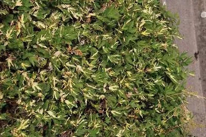 6x Mourasspirea - Filipendula ulm. 'Variegata' | 9x9 cm pot