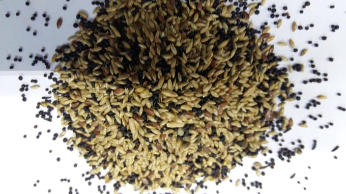 Wielink Kanariezaad zonder raapzaad 20KG