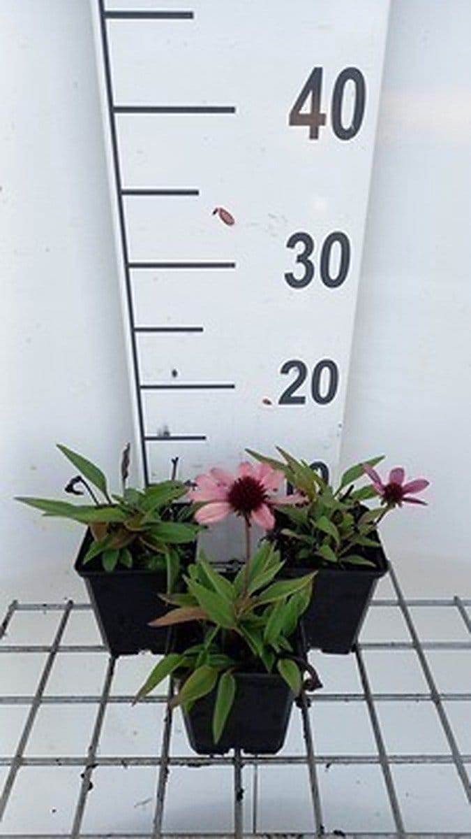 6x Zonnehoed - Echinacea purp. Sensation Pink' | 9x9 cm pot
