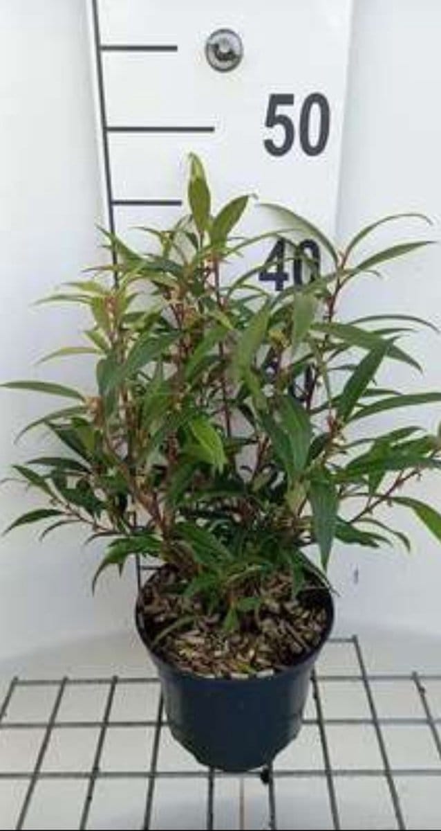 Sarcococca hook. 'Purple Stem' - Vleesbes, Zoete Buxus 20- 25 cm in pot