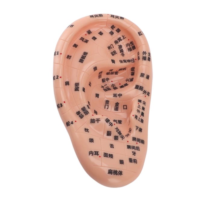 17cm Acupunctuurpunten Oormassage Model Oorzone Massagemodel voor Onderwijs Reflexologie met beige