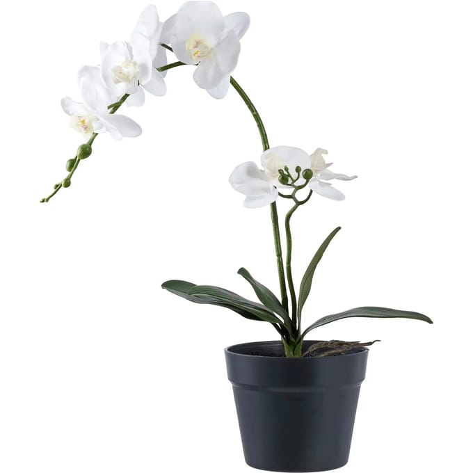Kamerplant House Nordic Orchid (x8)
