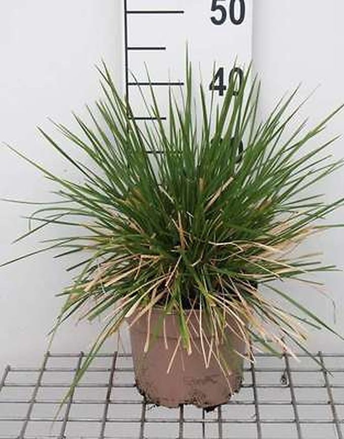 Ruwe smele - Deschampsia cesp. 'Goldschleier' | 3 liter pot