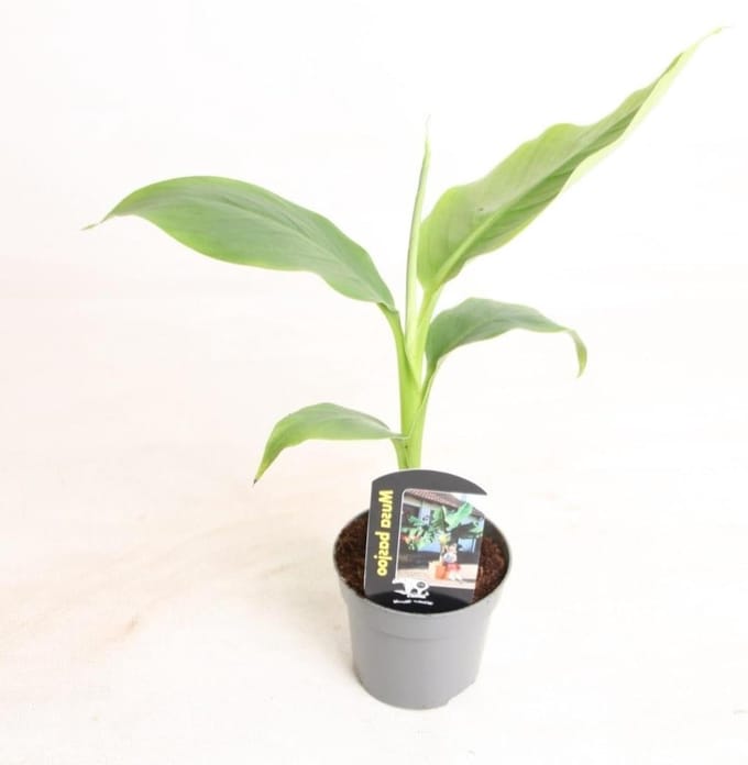Coconut potting soil indoor plants compact 10l
