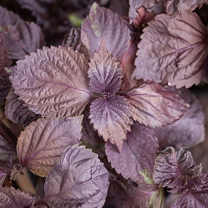 Kruiden zaden - Japanse Basilicum rood (Shiso, Perilla)