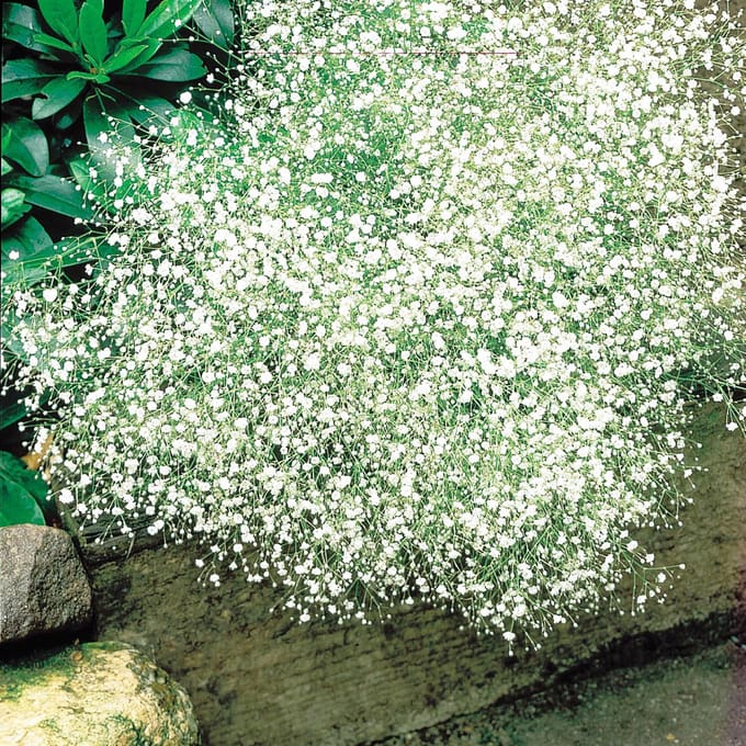 Sluis Garden - Bruidssluier White Design (Gypsophila paniculata)