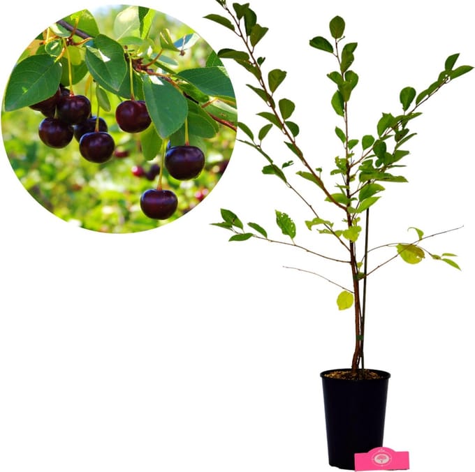 Prunus avium 'Athos'® Unieke kersenstruik, 3 liter pot