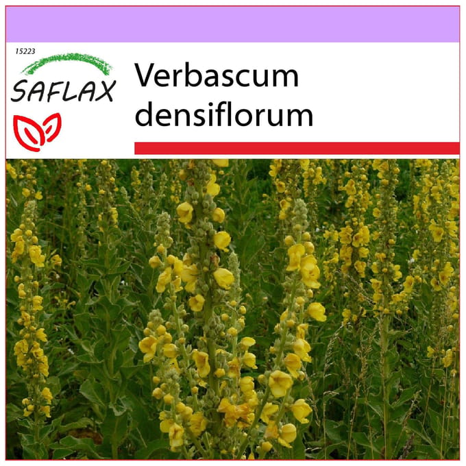 SAFLAX - Molène à grandes fleurs - 500 graines - Verbascum densiflorum
