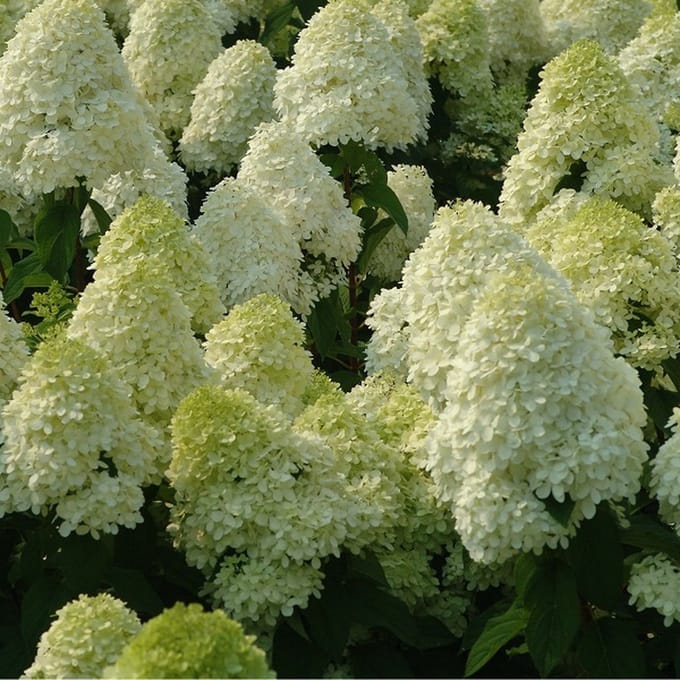 Pluimhortensia - Hydrangea paniculata 'Limelight'® - 40-50 cm