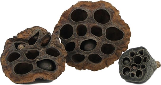CeramicNature Lotus Pod XL 9|12cm botanische decoratie 9-12cm