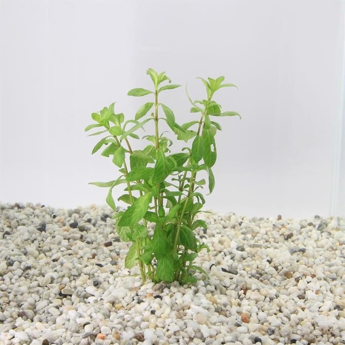 Moerings Hygrophila Polysperma | Belgisch groen | In Bos met Loodje