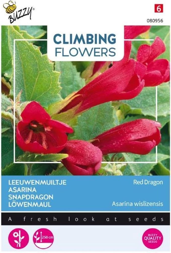 Buzzy® Climbing Flowers, Asarina, Leeuwenmuiltje Red Dragon