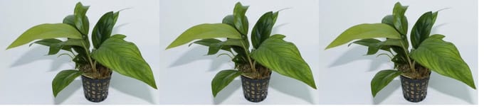 Levende aquariumplant anuabias congensis 5 cm pot per 3 stuks