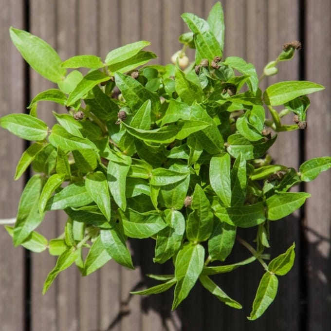 Spruit- Kiemgroente Taugé Mung Bean