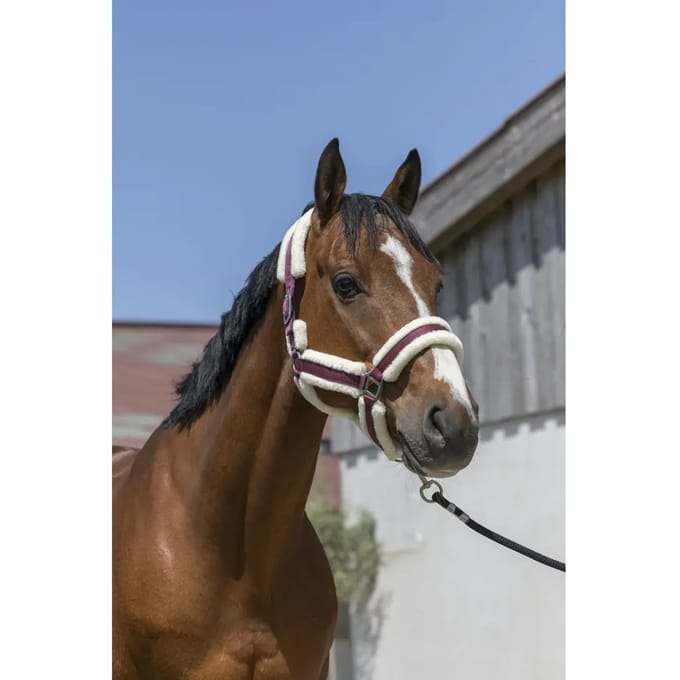 Norton Equestrian Cosy Halster Rood Cob