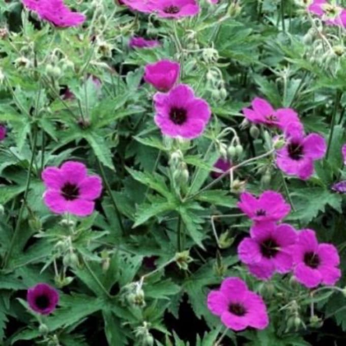 6 x GERANIUM PSILOSTEMON - BEEMDOOIEVAARSBEK - pot 9 x 9 cm