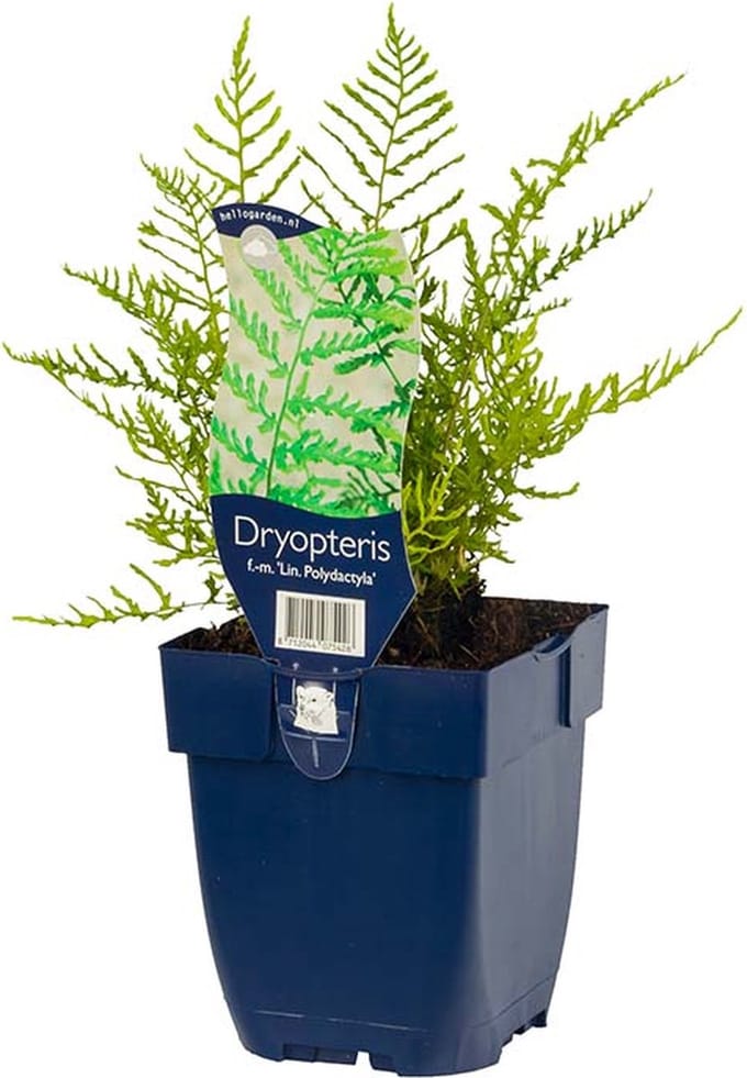 Mannetjesvaren (Dryopteris f.-m. 'Lin. Polydactyla')