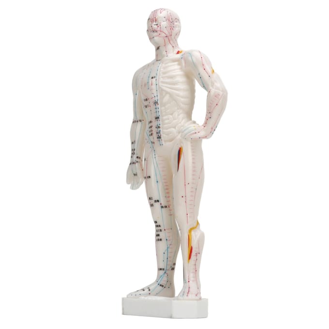 Modèle d'acupuncture du corps humain, modèle professionnel portable de points méridiens pour les cours de sciences white