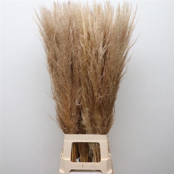 50x Gs cortaderia evita 80cm