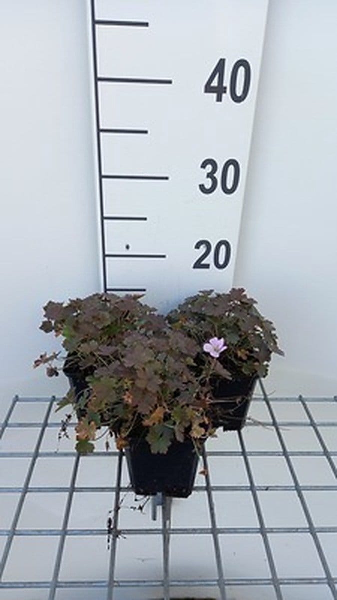 6x Ooievaarsbek - Geranium hybr. 'Dusky Crug' | 9x9 cm pot