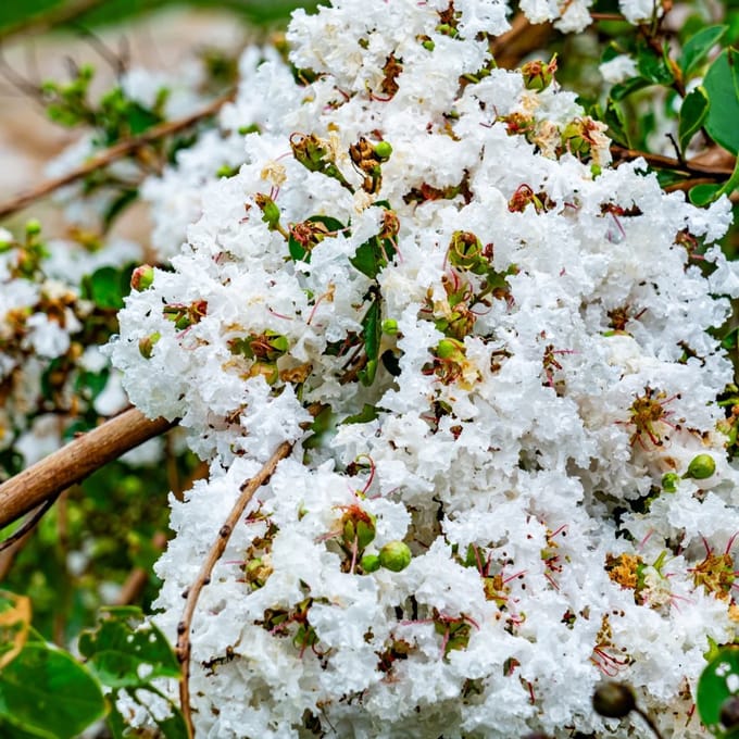 Lagerstroemia indica 'Sara's Favorite', Indische sering, 2 liter pot