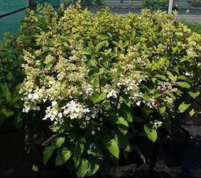 Hydrangea pan. 'Pinky Winky'® - Pluimhortensia 60- 80 cm in pot