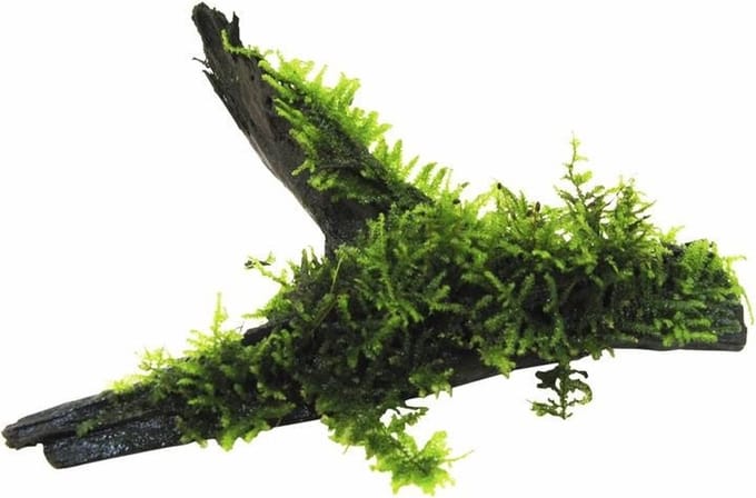 Moerings Driftwood met vesicularia dubyana (java mos) | Medium Waterplant