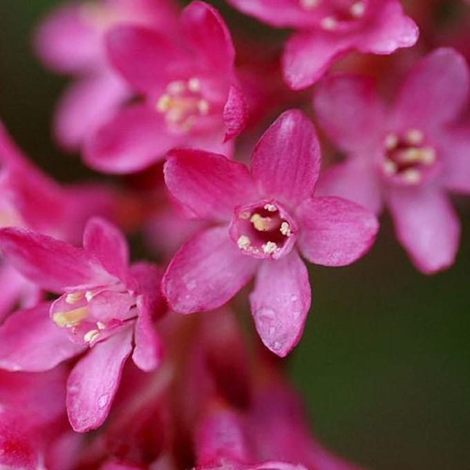 Ribes Sanguineum - Rode ribes;Siertrosbes 50-60 cm pot