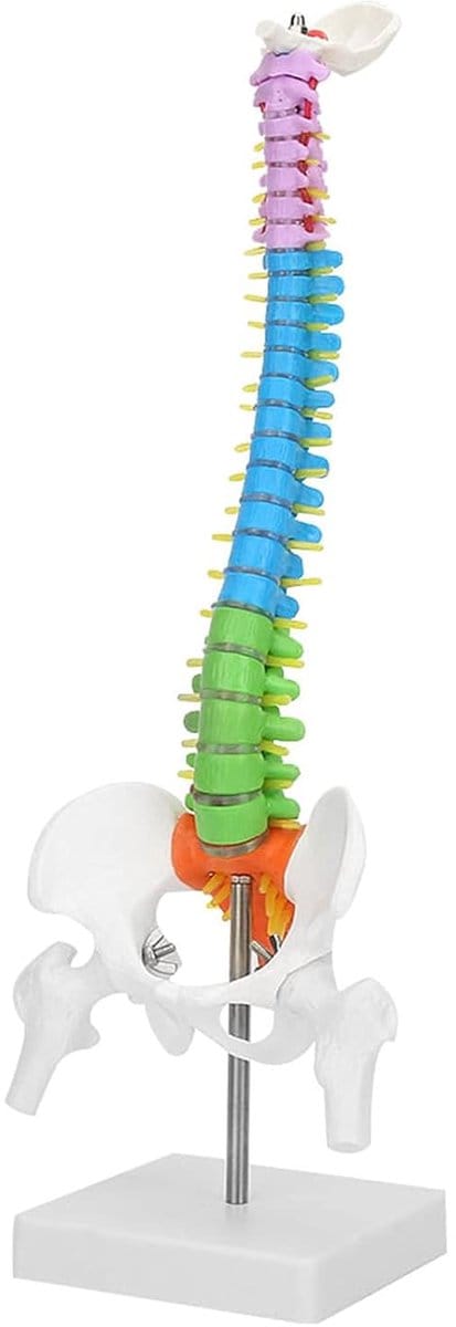 Skelet Wervelkolom Model - Anatomisch Model - Onderwijs Medisch - Flexibele Structuur - 45 cm Hoog - Gekleurd