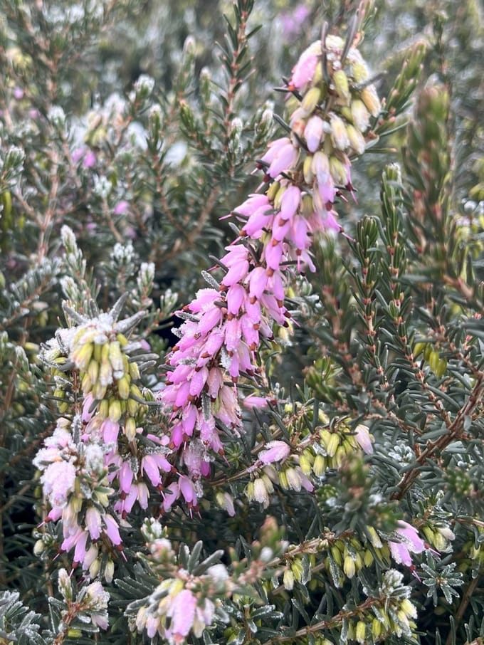 Winterheide Roze - 6 Stuks - Erica darleyensis 'Ghost Hills' - 1.5L