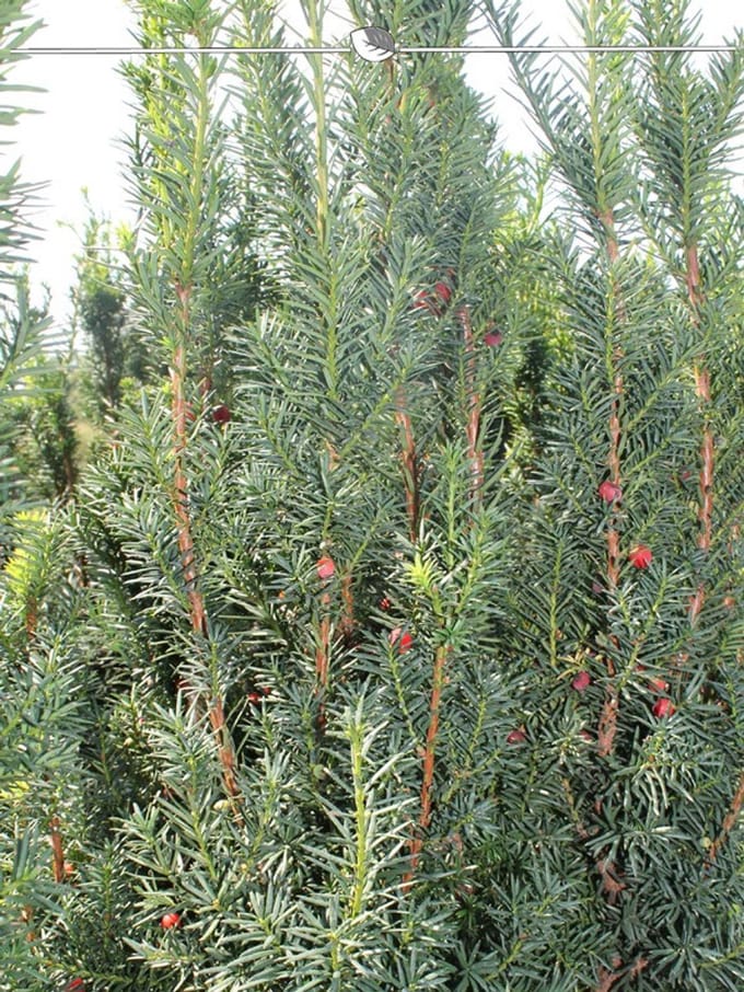 Laurier Prunus Genolia 40-60 cm in Pot, 25x Haagplant