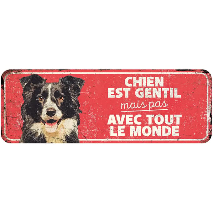 Collie de D&D Home