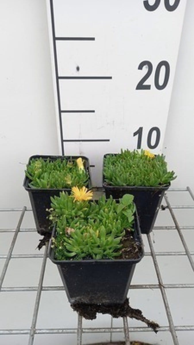 6x Middagbloempje - Delosperma congestum | 9x9 cm pot