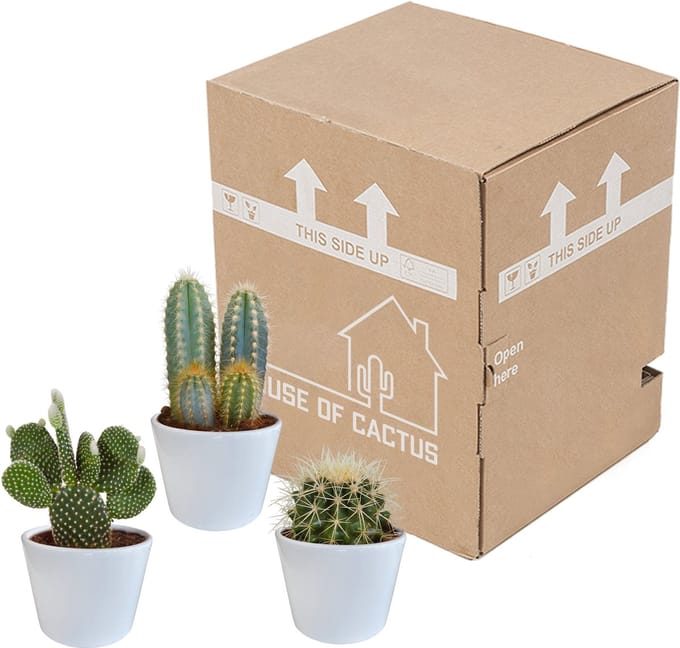 Cactus mix 10.5 cm in witte pot | 3 stuks