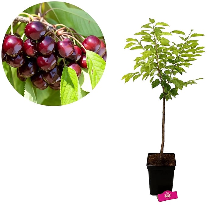 Prunus avium 'Bigarreau Burlat' kersenboom, 5 liter pot