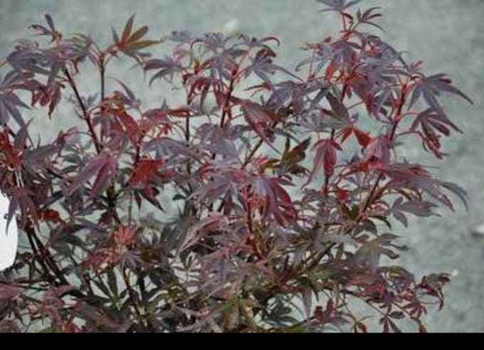 Acer palm. 'Shaina' - Japanse Esdoorn 'Shaina' 50- 60 cm in pot