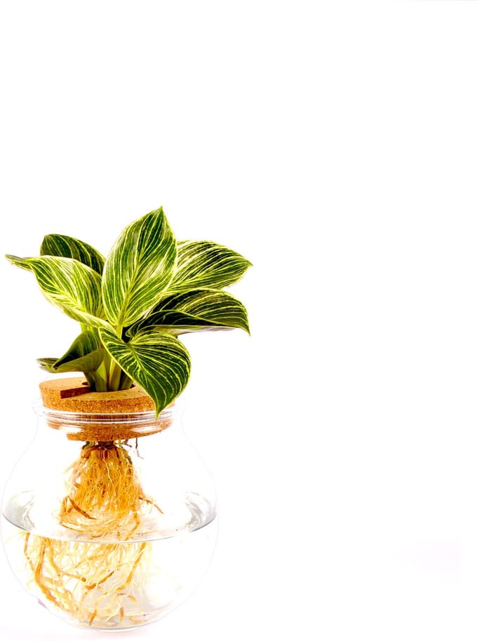 Intenz | Bolglas | Philodendron | White Wave | Hydroponie | Mangrove