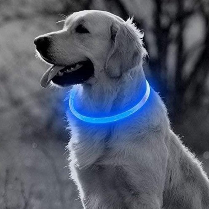 Professor Q LED Halsband Hond - Blauw - L - USB Oplaadbaar - 3 Lichtstanden