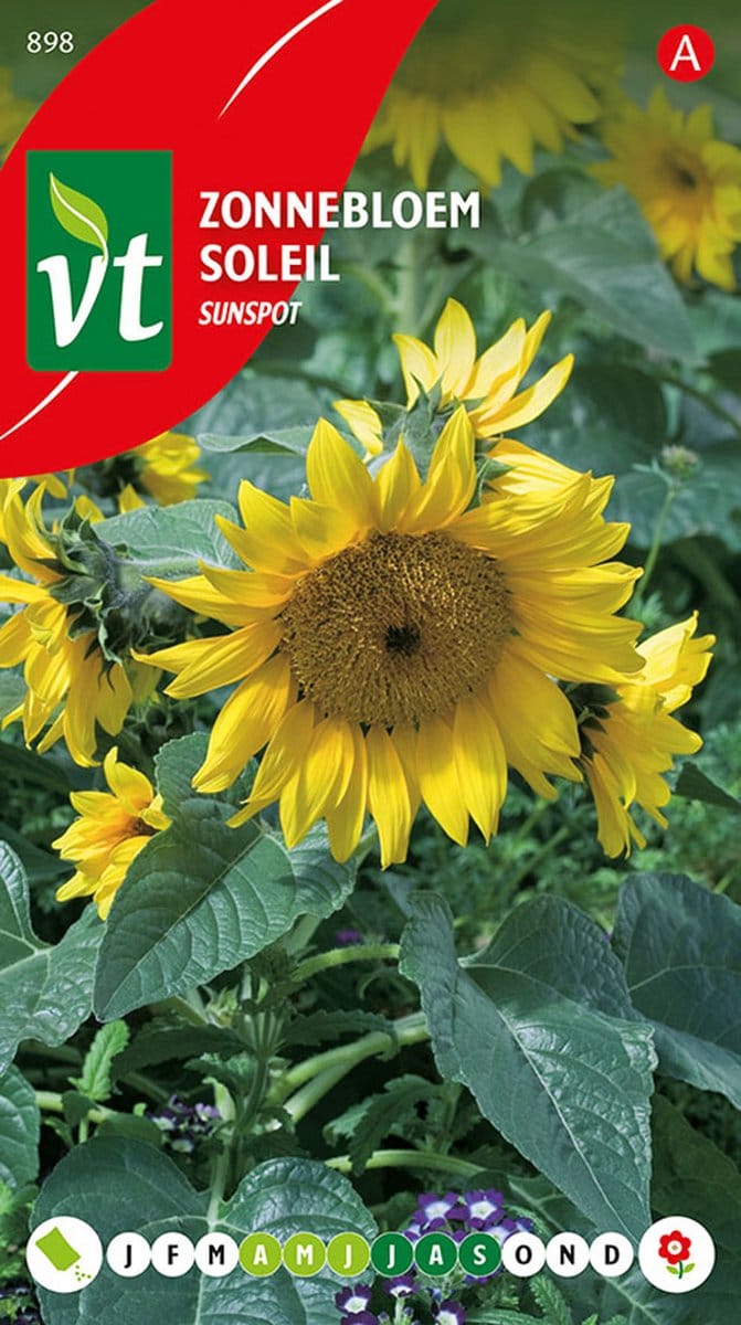 Zonnebloem 'Sunspot' - Compacte Soort Perfect voor Kleine Tuinen
