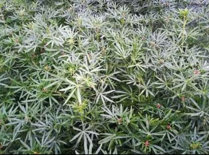 Choisya tern. 'White Dazzler'® - Mexicaanse Oranjebloesem 60- 80 cm in pot