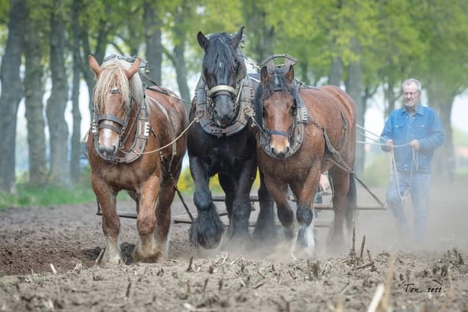 Trekpaarden TW21 - Canvas - Ton van der Weerden - 70 x 100 cm