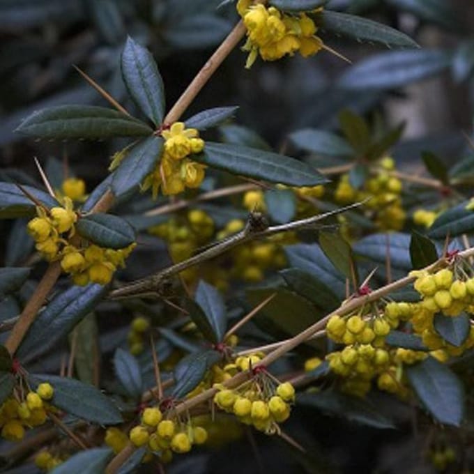 Berberis Julianae - Zuurbes 30 - 40 cm in pot