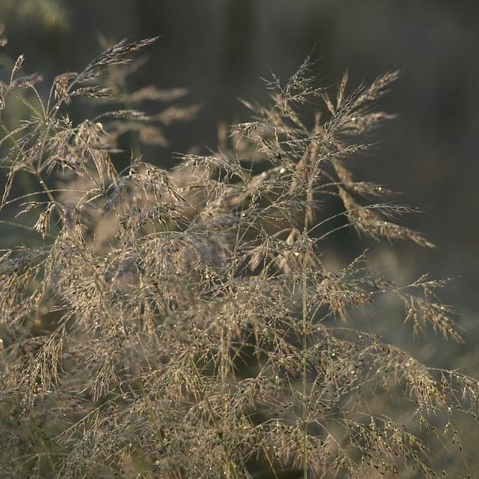 6x Ruwe Smele - Deschampsia flexuosa - Pot 9x9cm