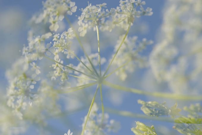 Fotobehang bloeiend Fluitekruid 250 x 260 cm - € 175,--