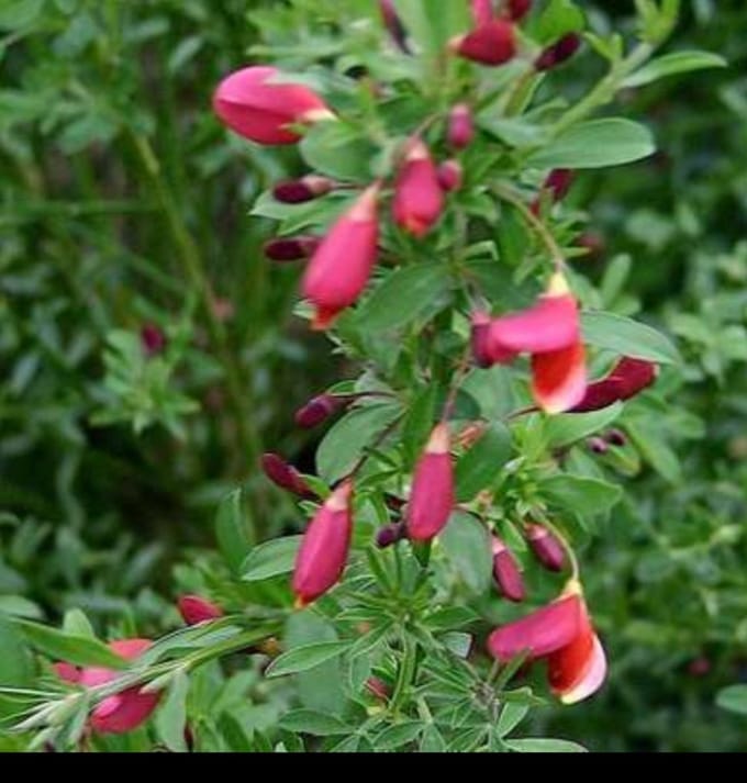 Cytisus (s) 'Burkwoodii' - Brem 40- 60 cm in pot