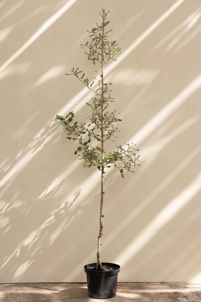 Jonge Spaanse Eikenboom | Quercus hispanica 'Diversifolia' | 100-150cm hoogte
