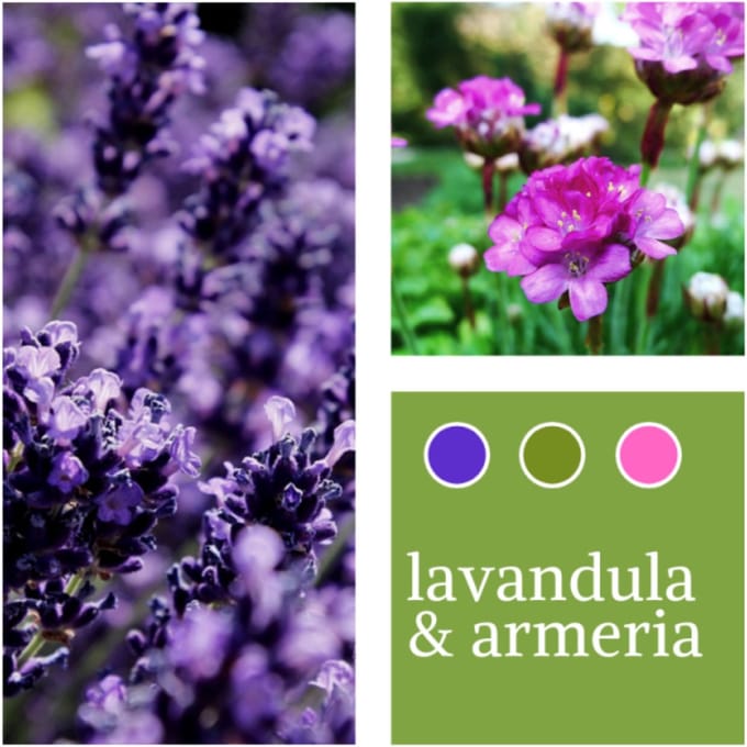 Planten Mix Lavandula & Armeria maritima - Vaste planten - Moestuin - Bijen-Vlinders
