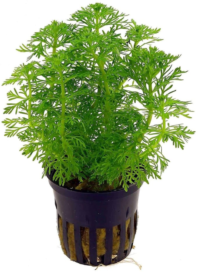 Moerings Limnophila Sessiliflora | Dwerg Ambulia | in 5 cm pot