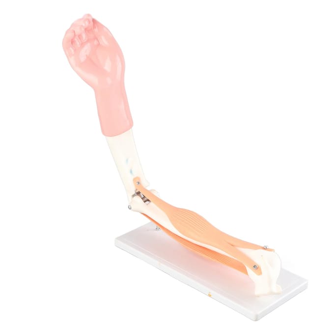 Arm Bewegend Model Anatomisch Ellebooggewricht Bewegingsmodel Basisschool Onderwijsaccessoire white