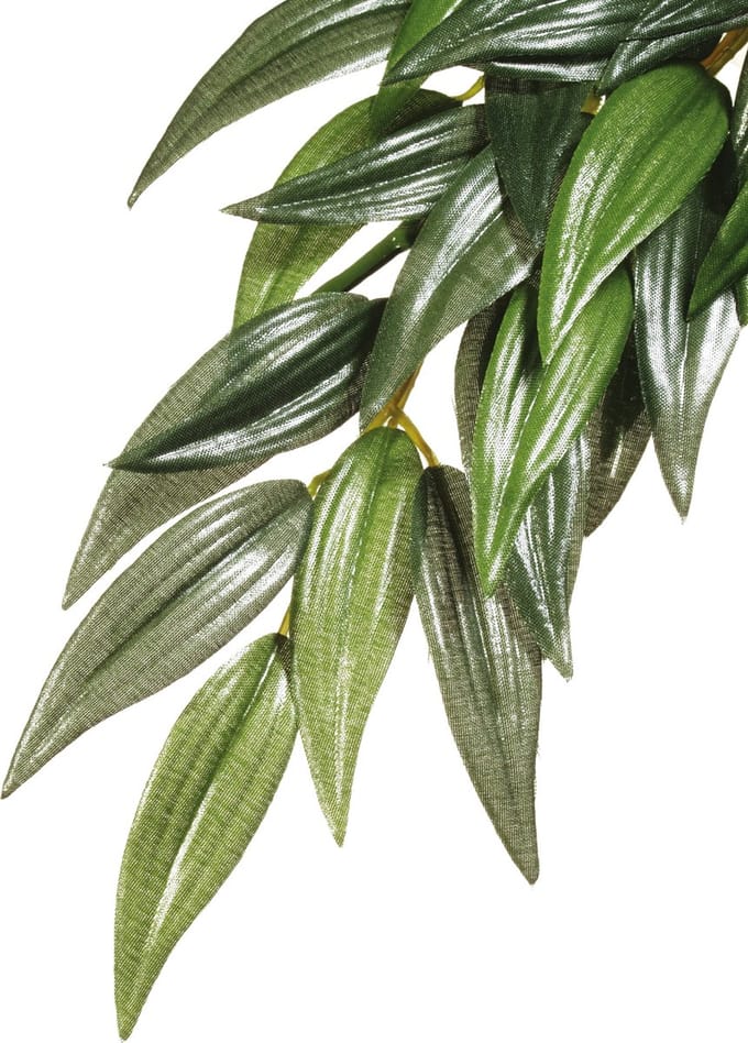 Exo terra ruscus